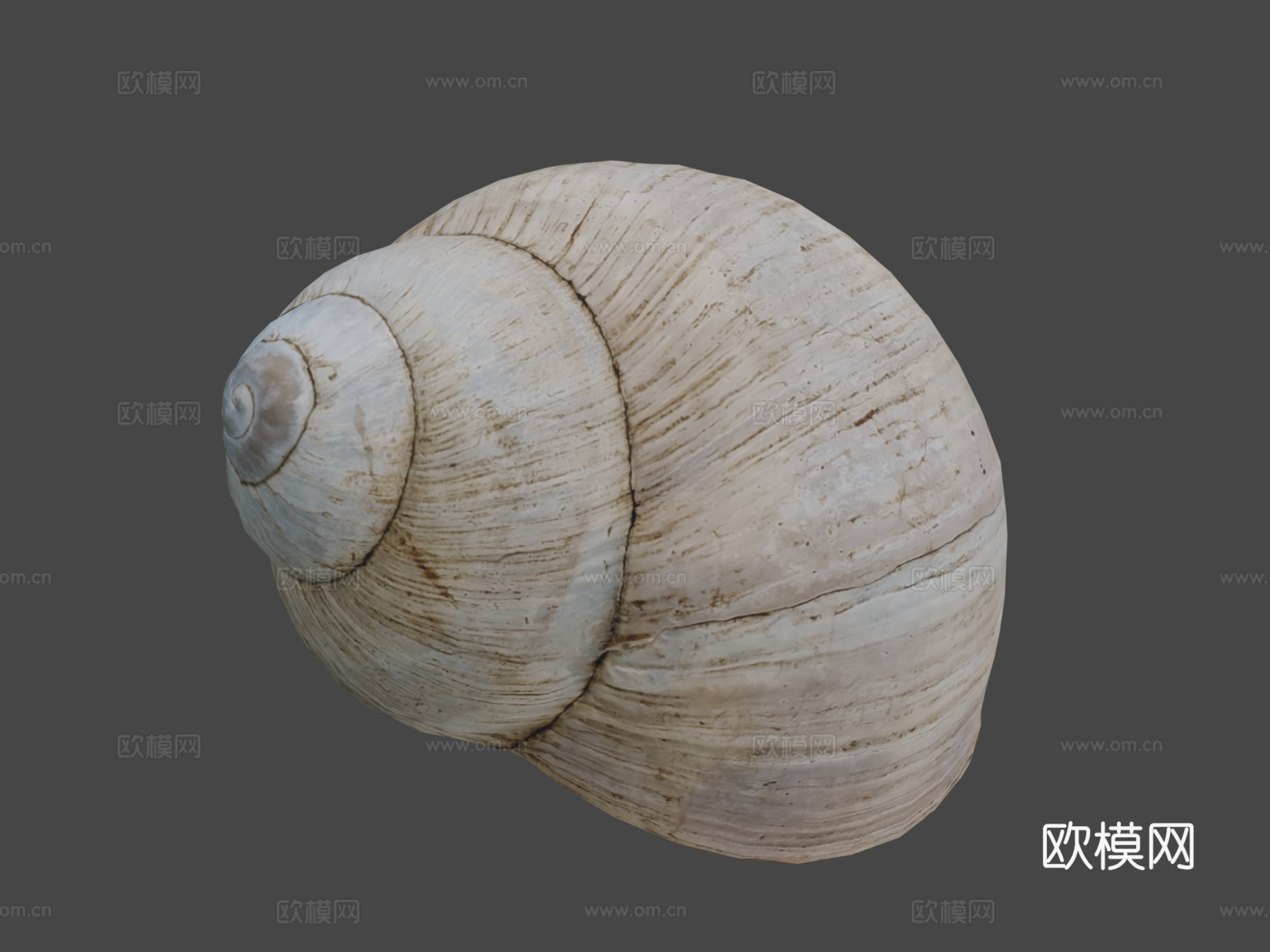 蜗牛壳3d模型