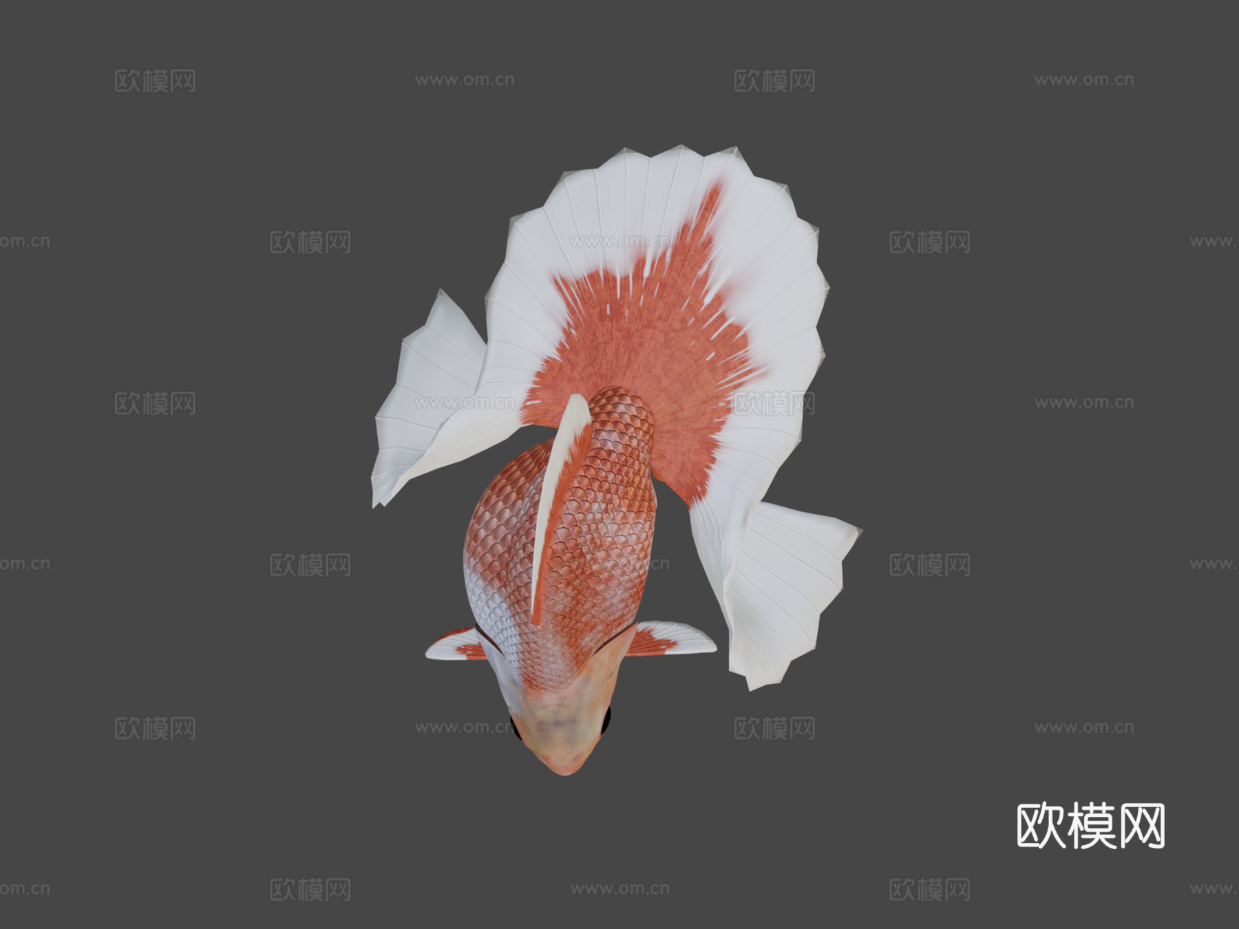 土佐金鱼3d模型