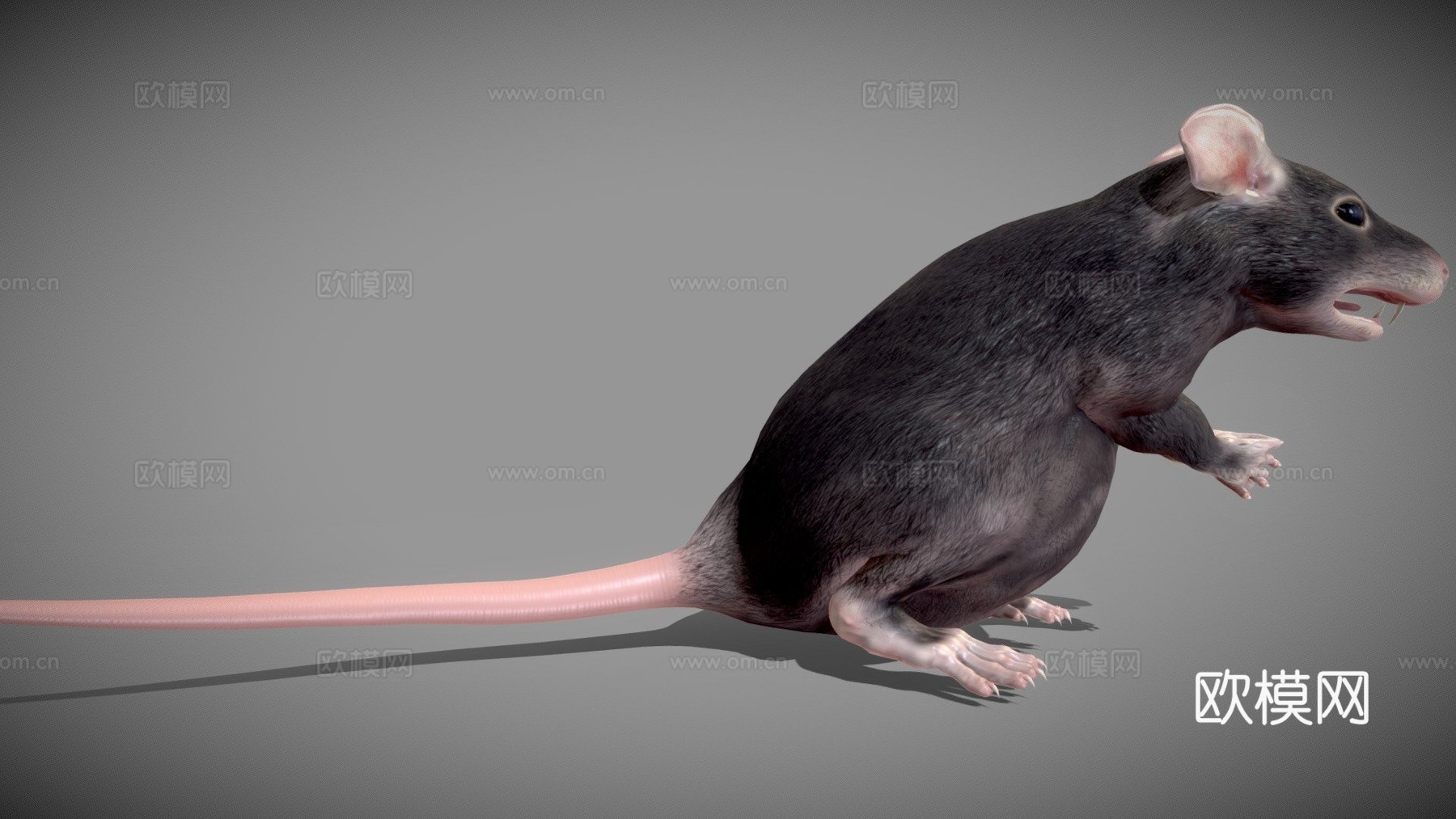 胖老鼠3d模型