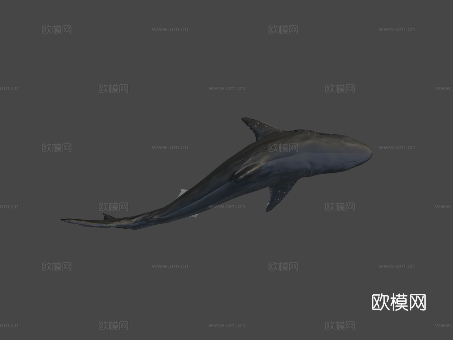 强大巨齿鲨3d模型