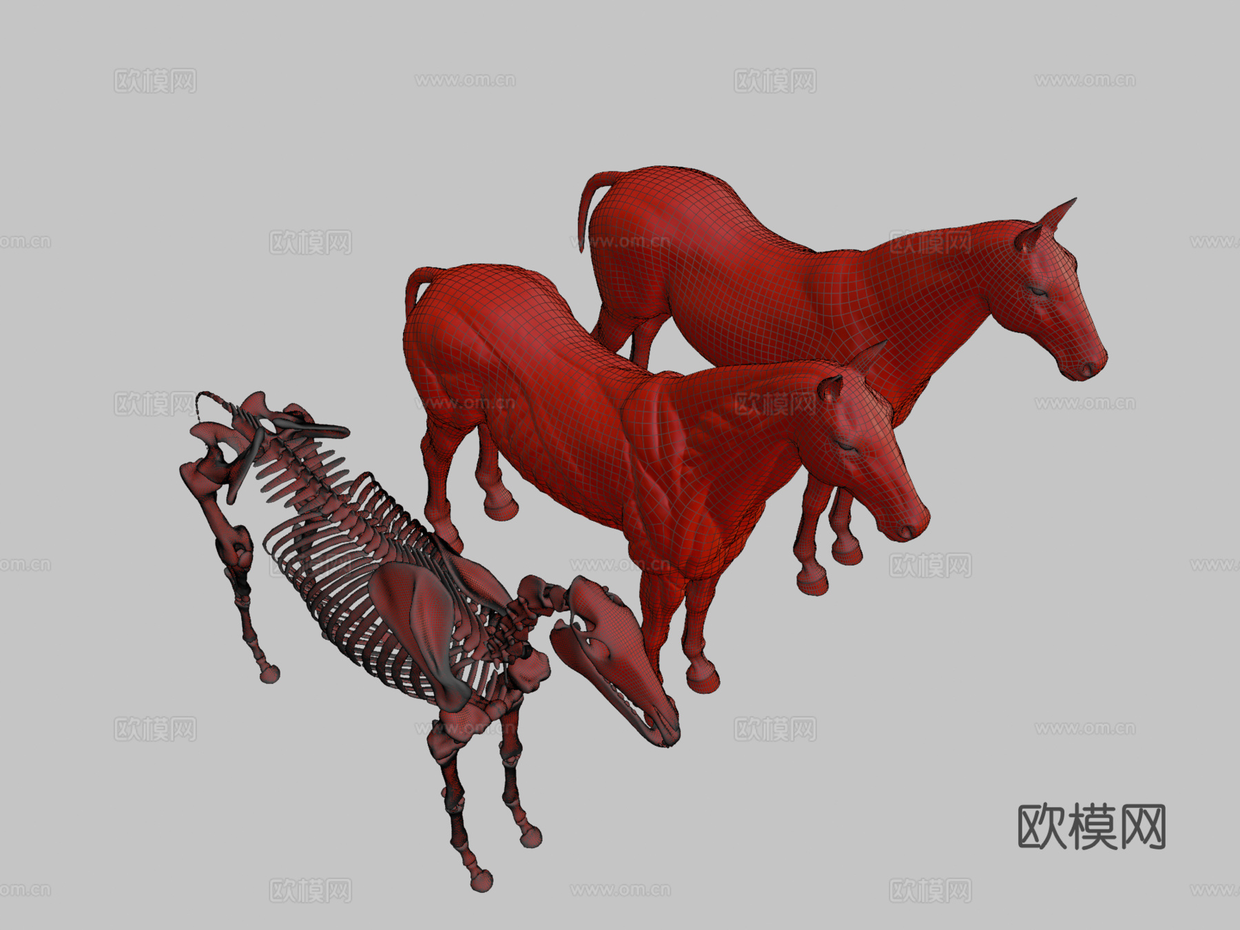 马匹解剖生态皮肤3d模型