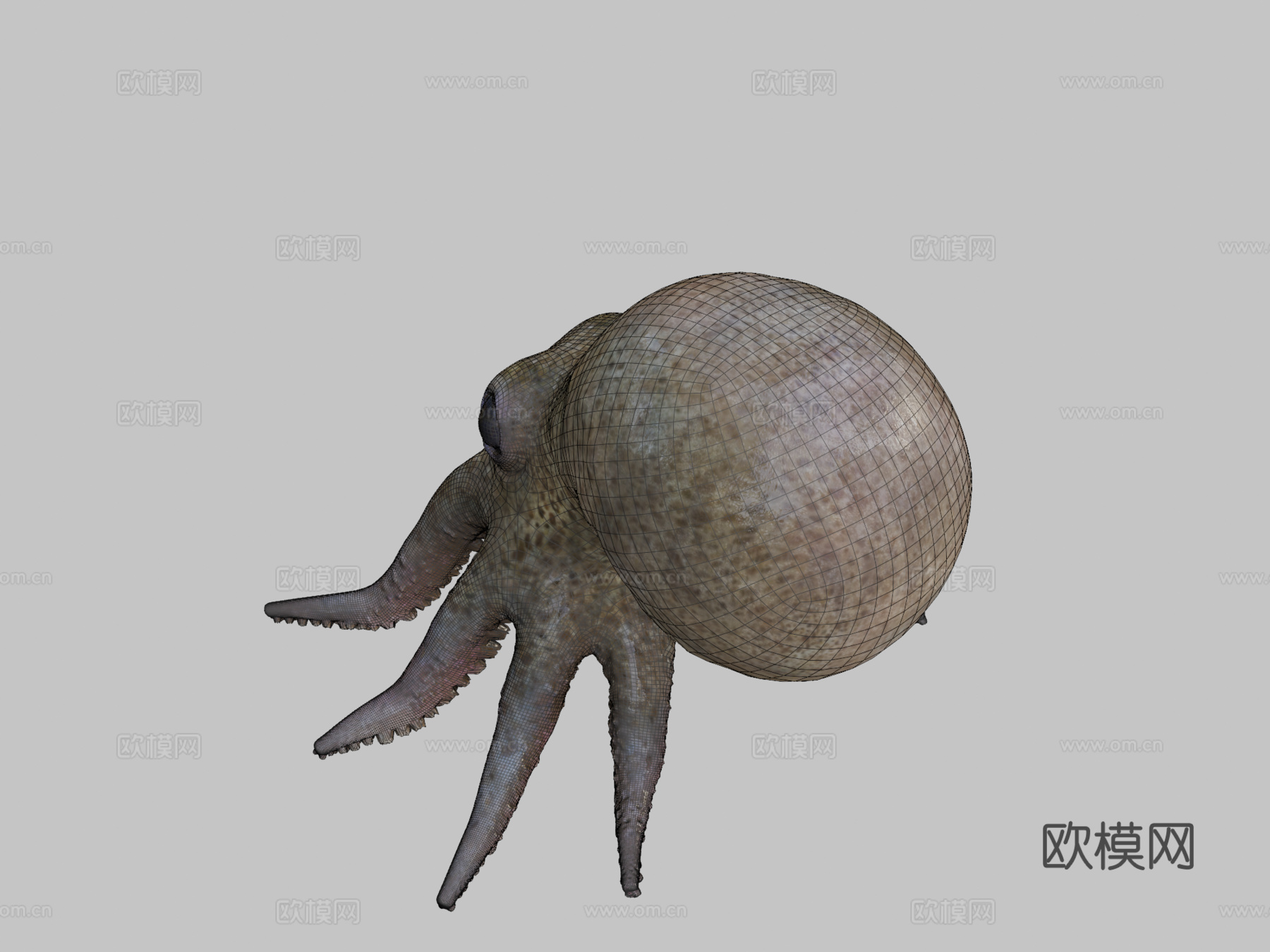 小章鱼3d模型