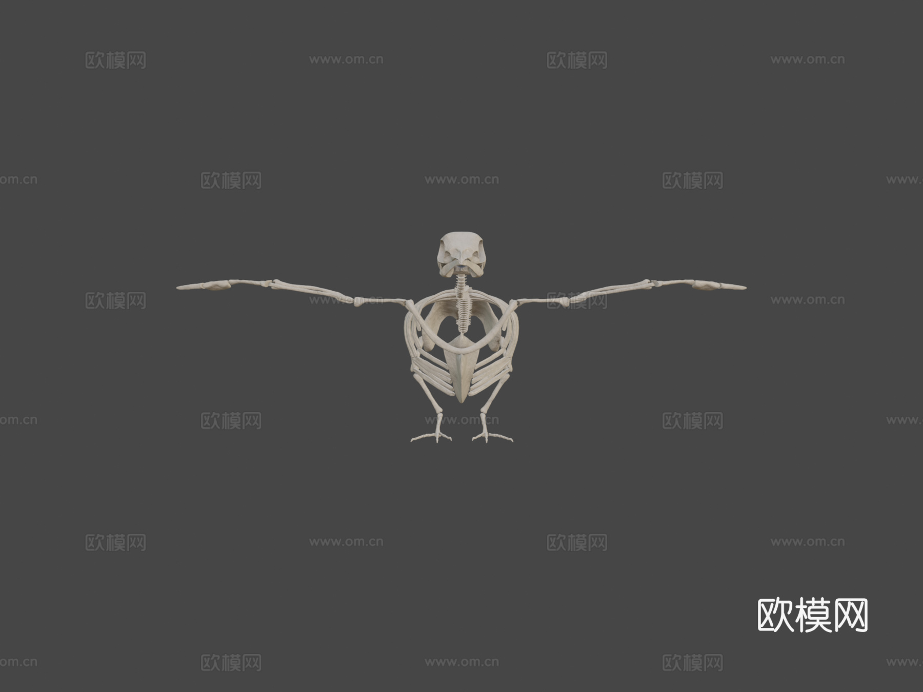 鸽子骨架3d模型