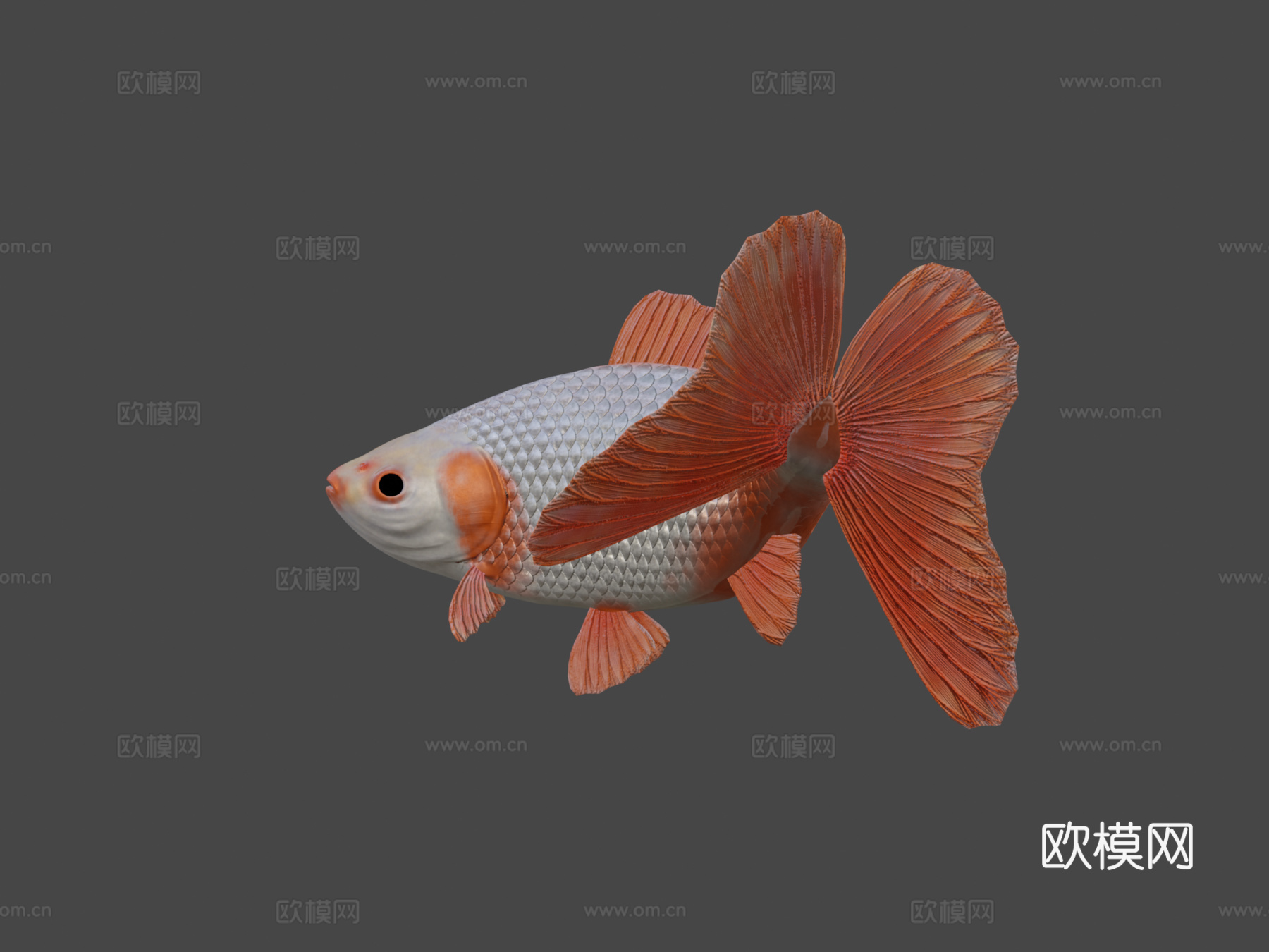 地金金鱼3d模型