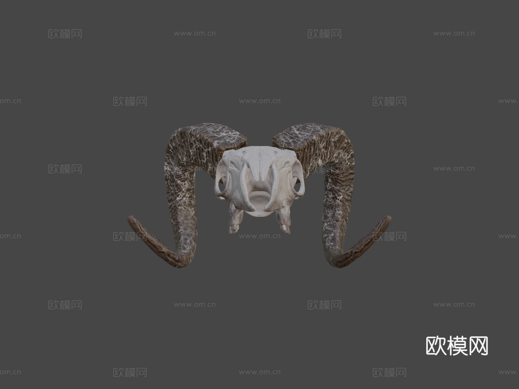 山羊头骨3d模型