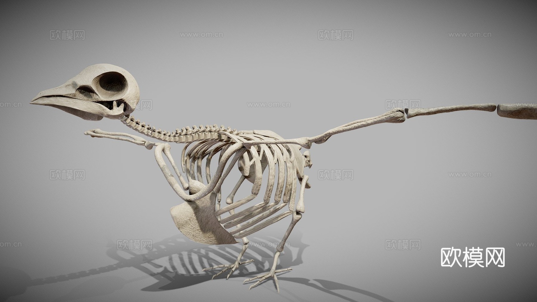 鸽子骨架3d模型
