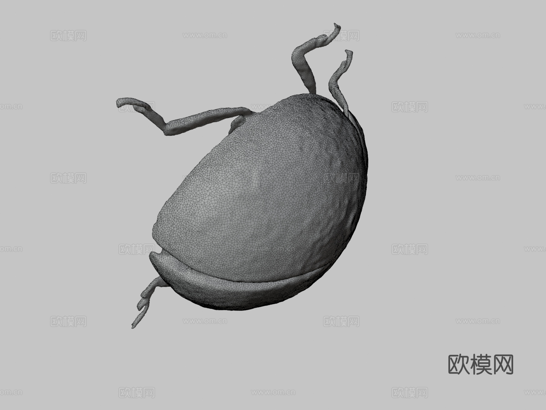 十六点瓢虫(自然历史数字档案)3d模型