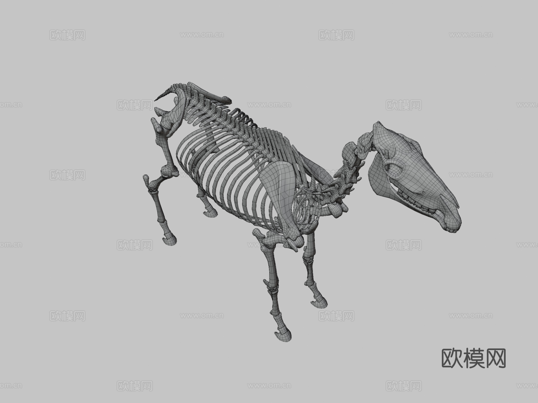 马骨架3d模型