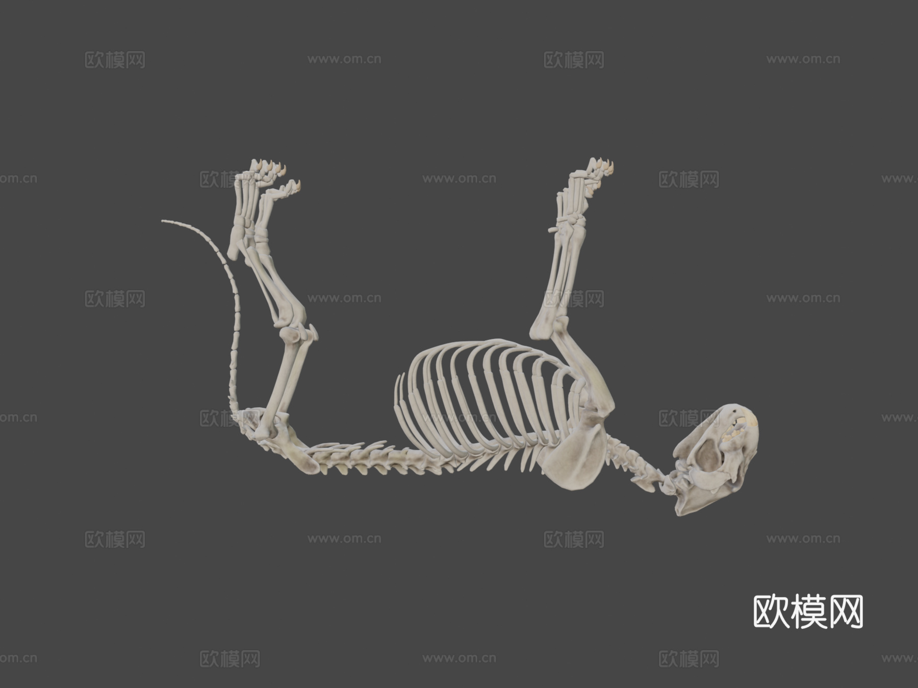 狮子骨架3d模型