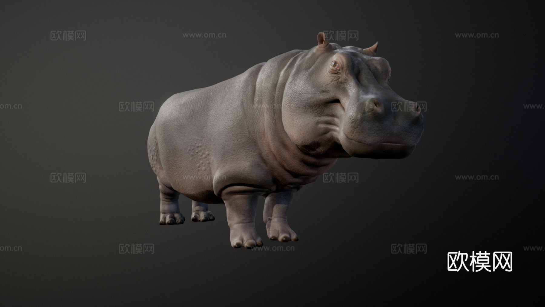 河马动画集3d模型