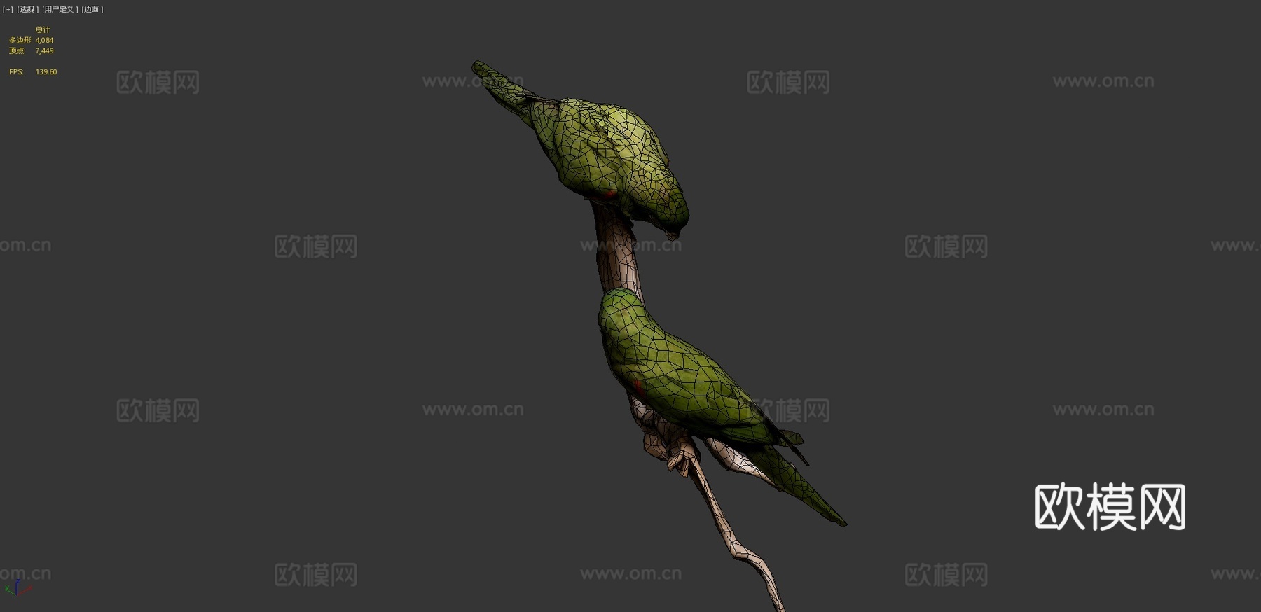 加勒比鹦鹉3d模型