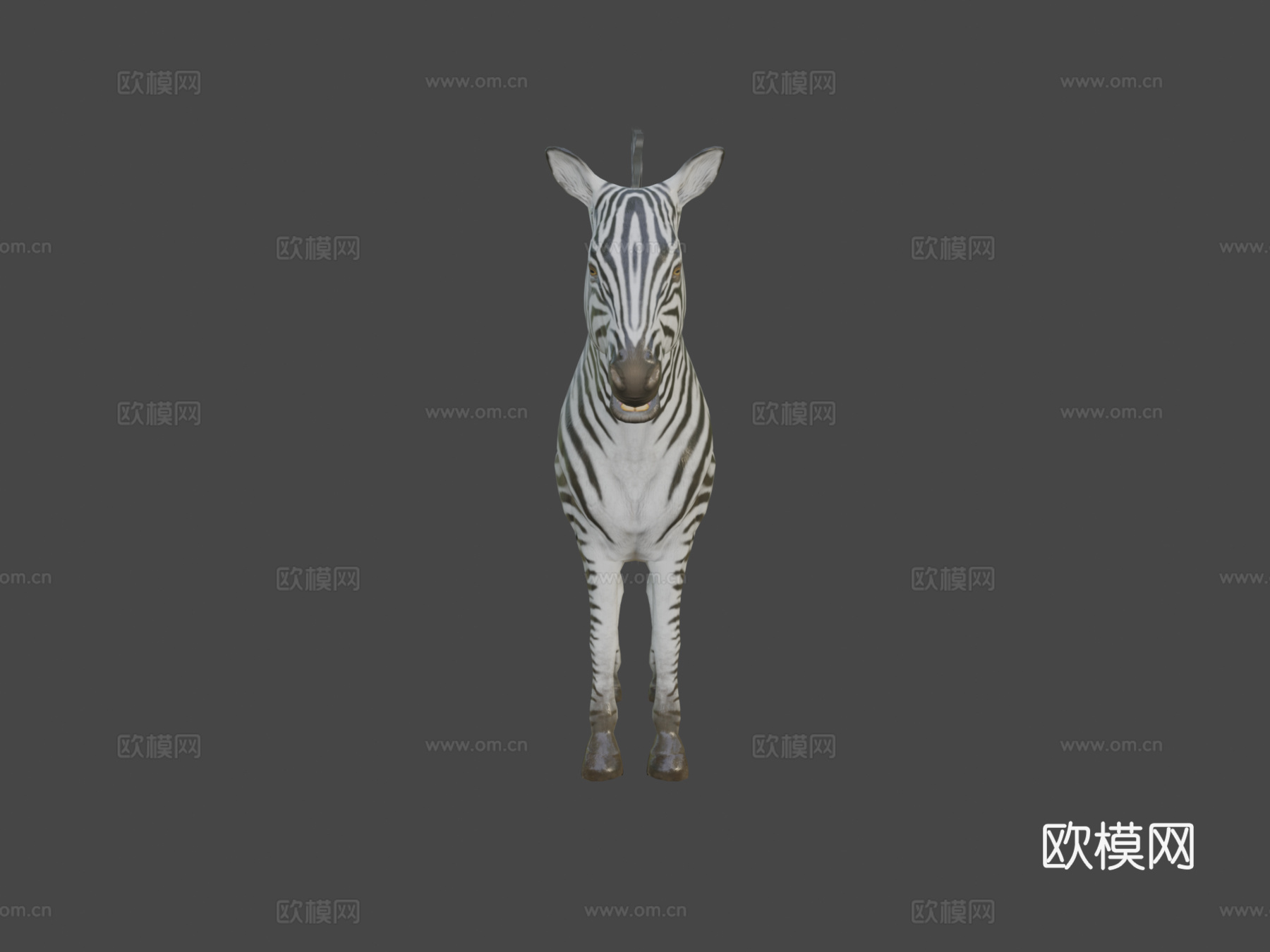 斑马动画3d模型