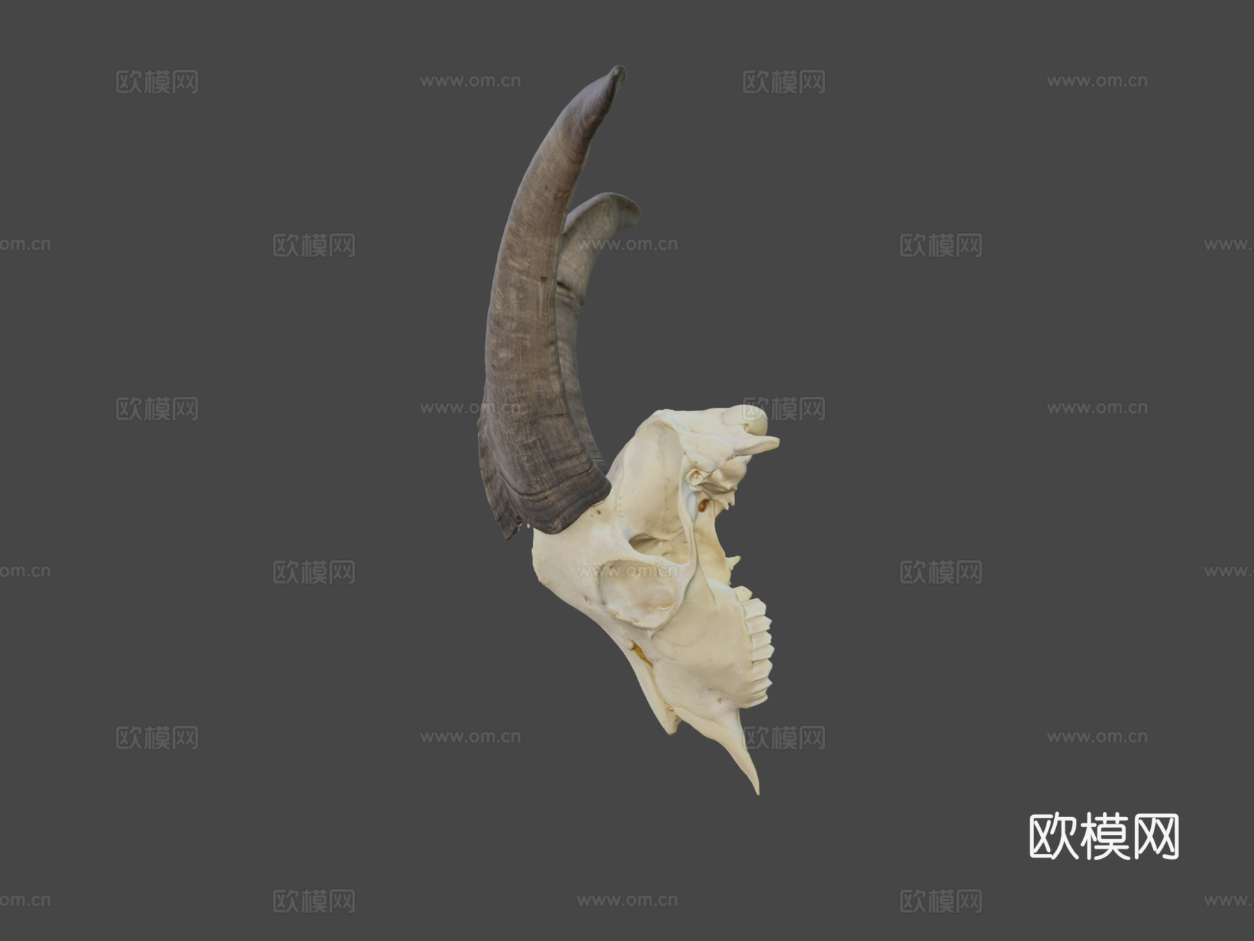 山羊头骨3d模型