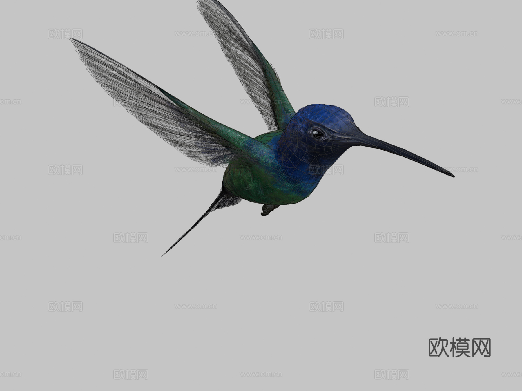 燕尾蜂鸟3d模型