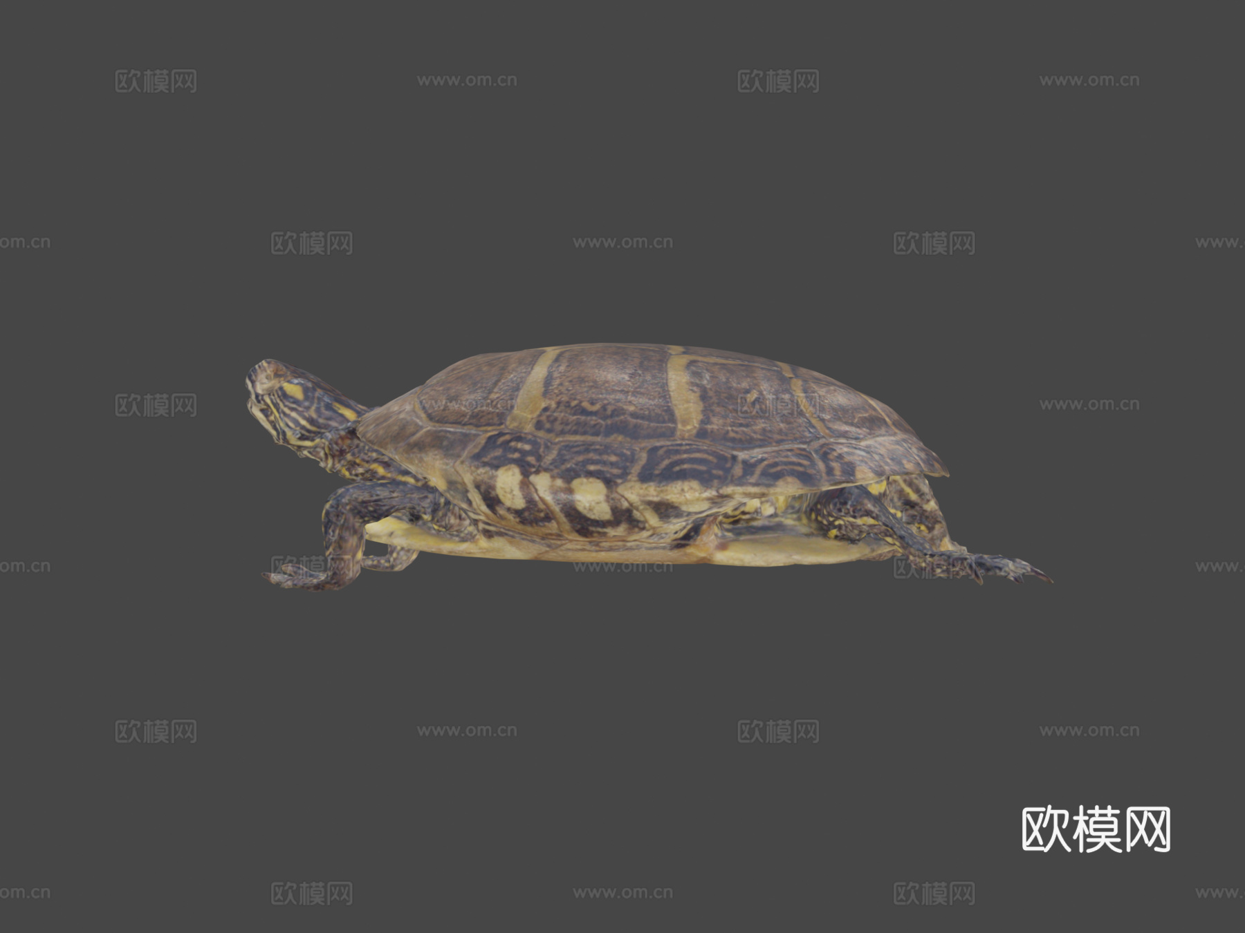 乌龟由RISD自然实验室优化3d模型