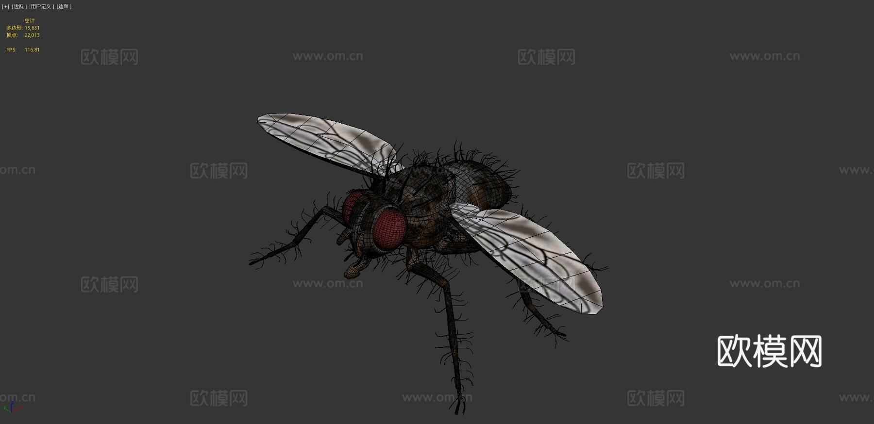 双翅目蝇3d模型