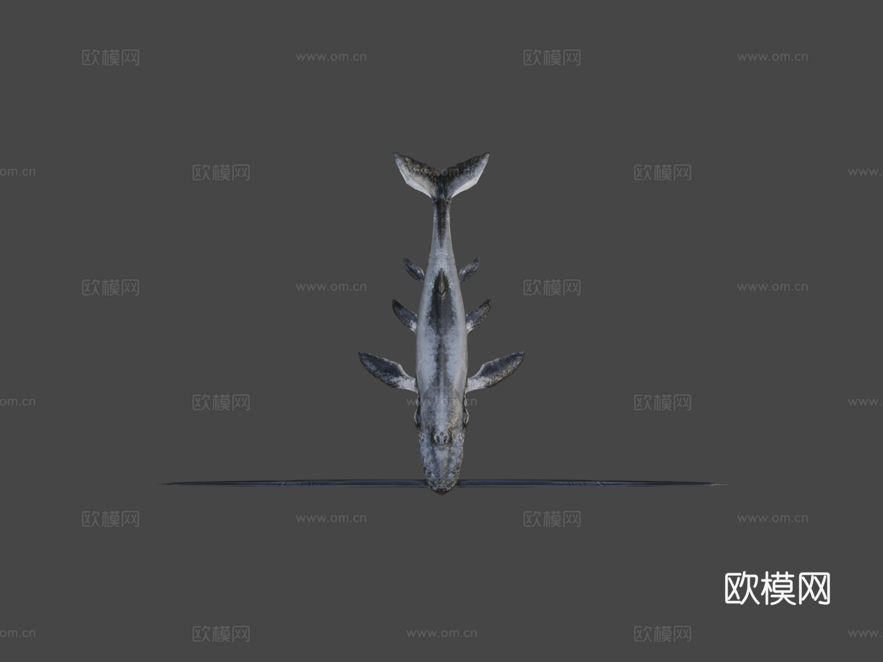 须鲸3d模型