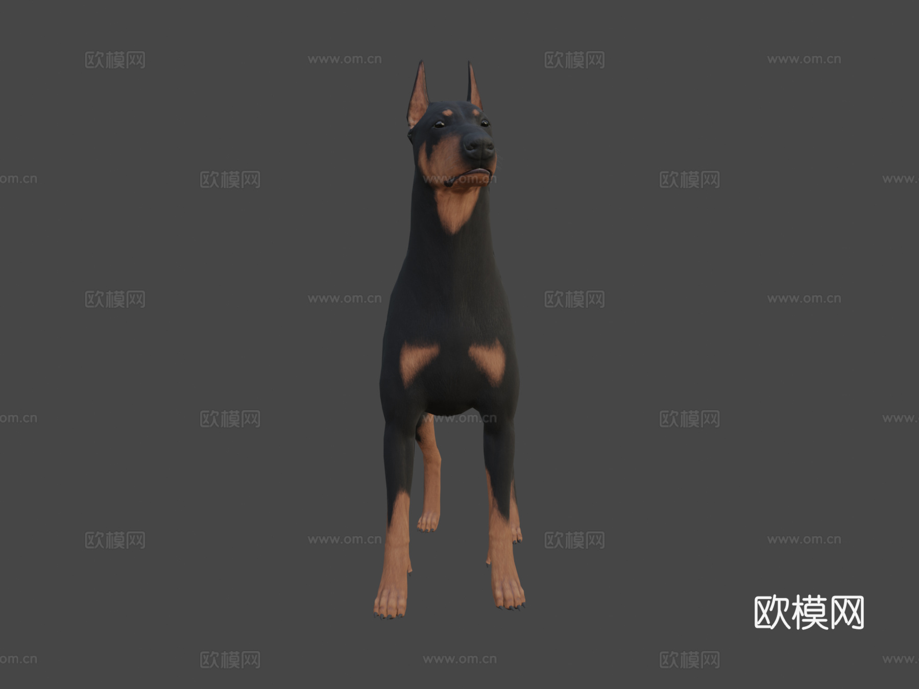 杜宾犬3d模型