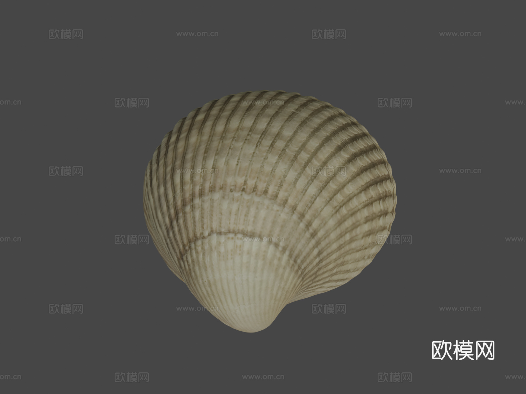 蛤壳3d模型下载（渲染图5）