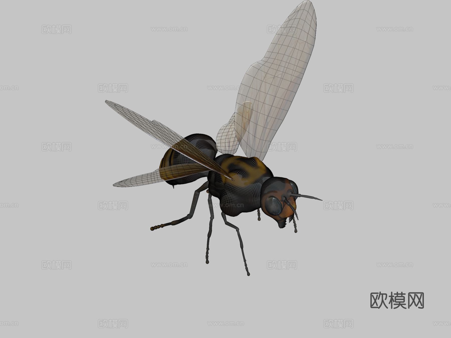 飞黄蜂3d模型