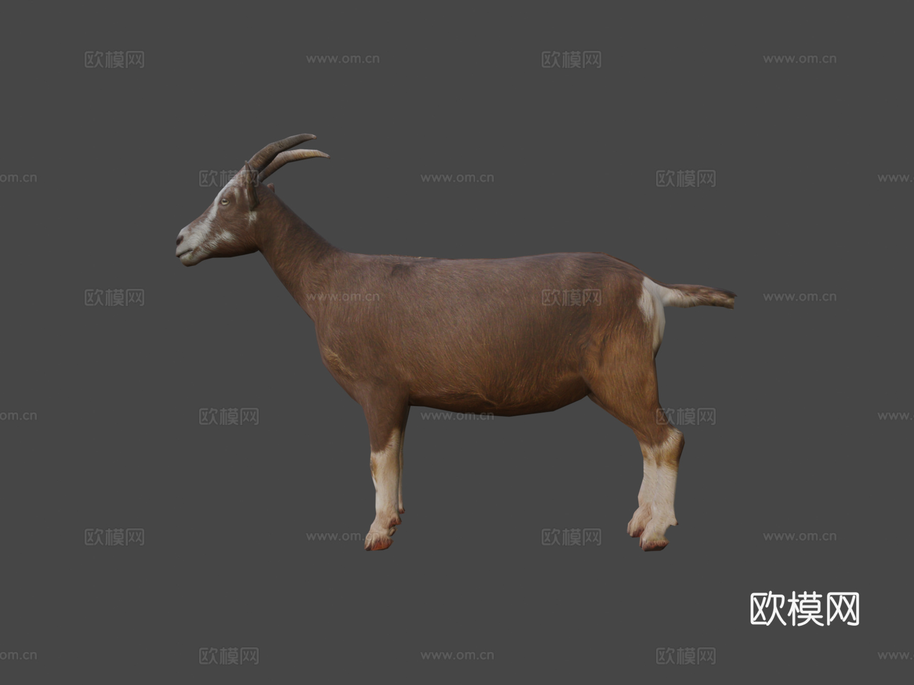 DRT-家畜-山羊3d模型