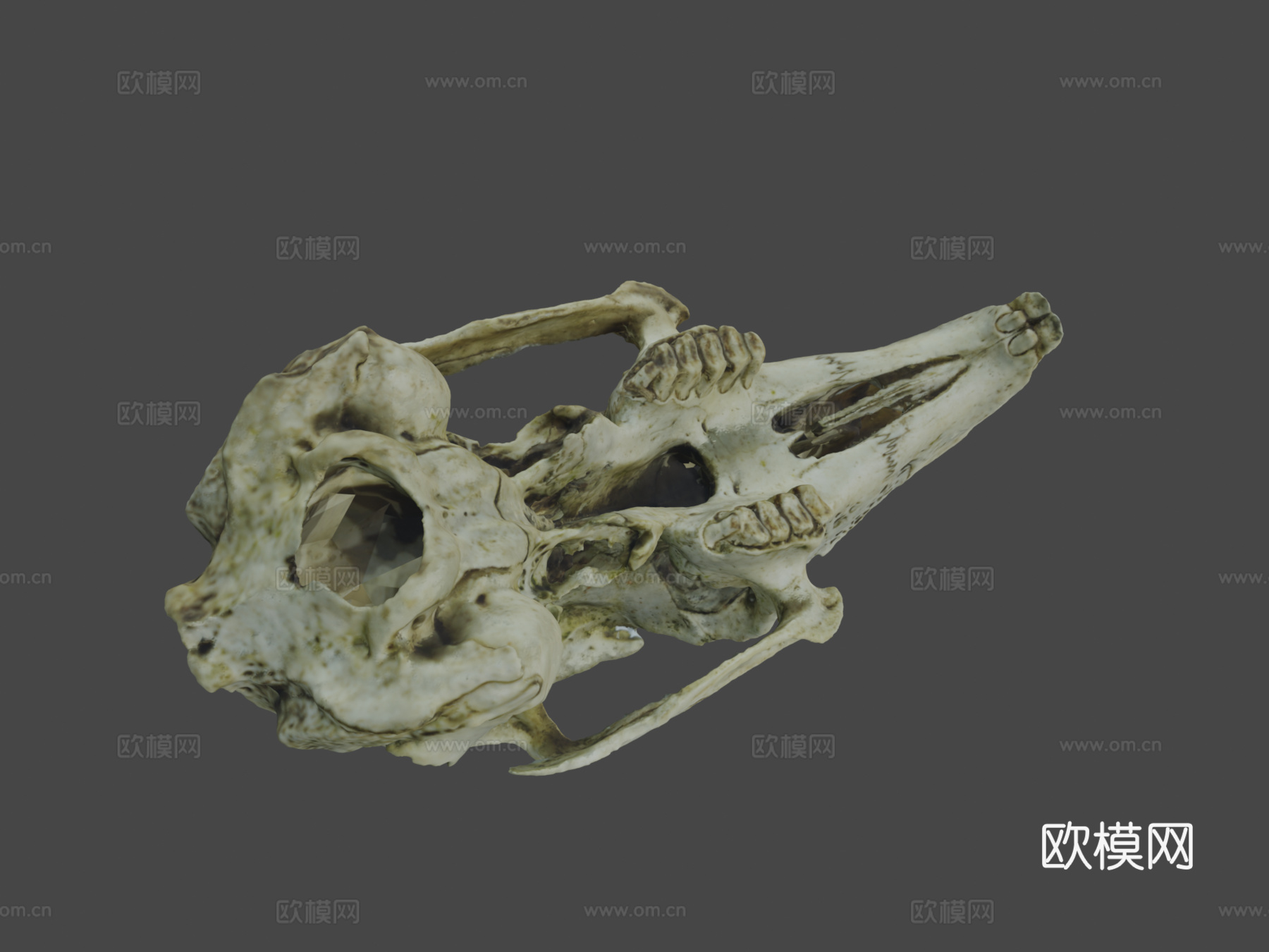 兔头骨摄影测量法3d模型