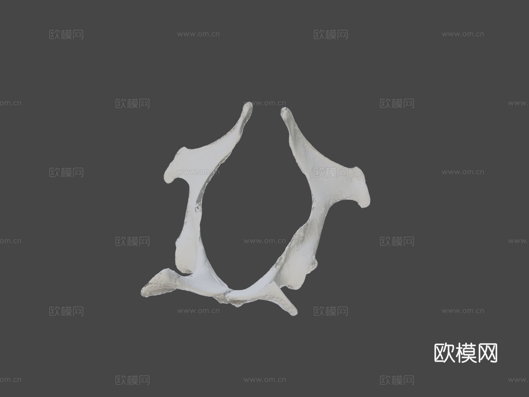 骨盆(髋骨)驴子3d模型