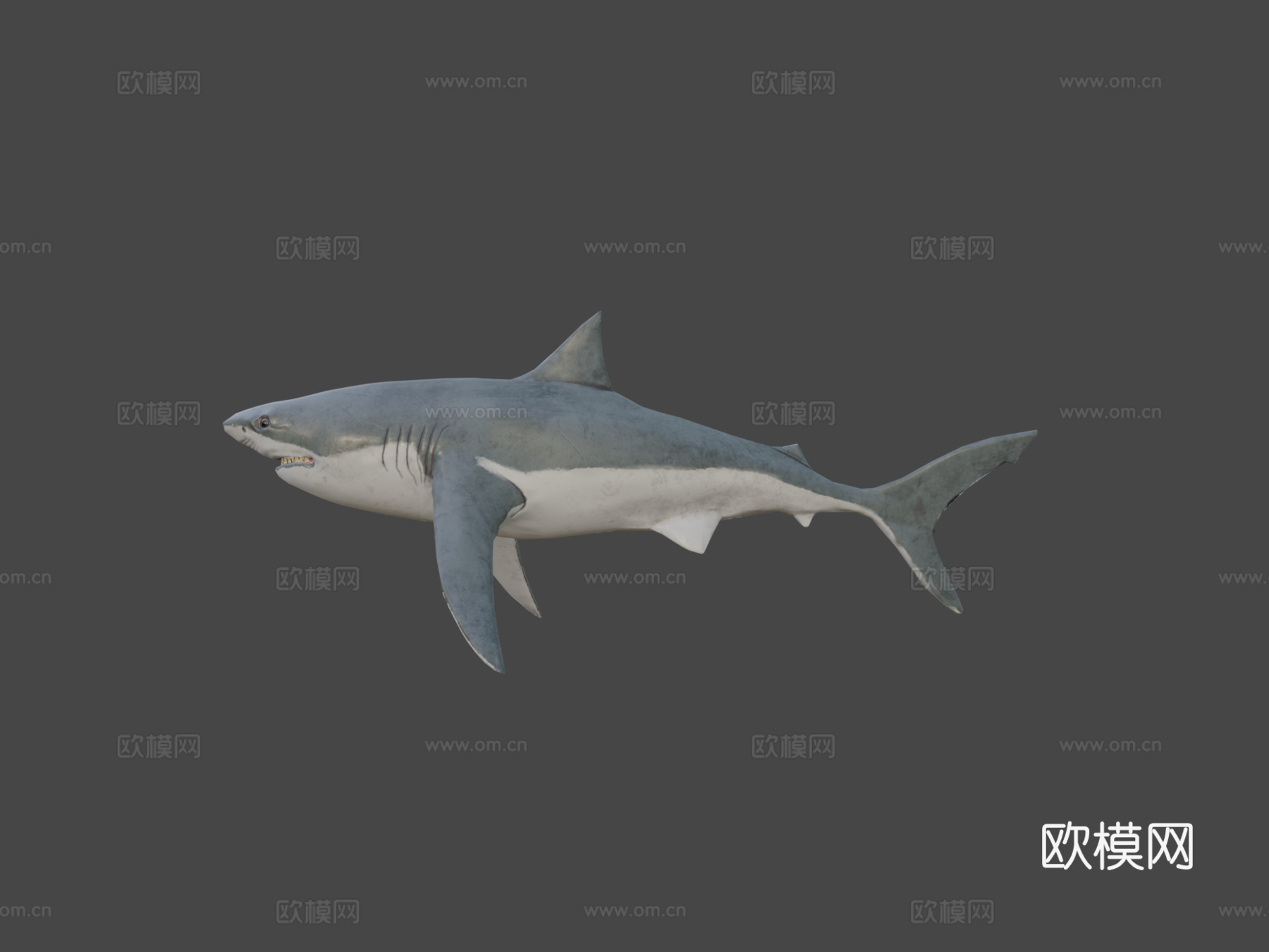 大白鲨3d模型