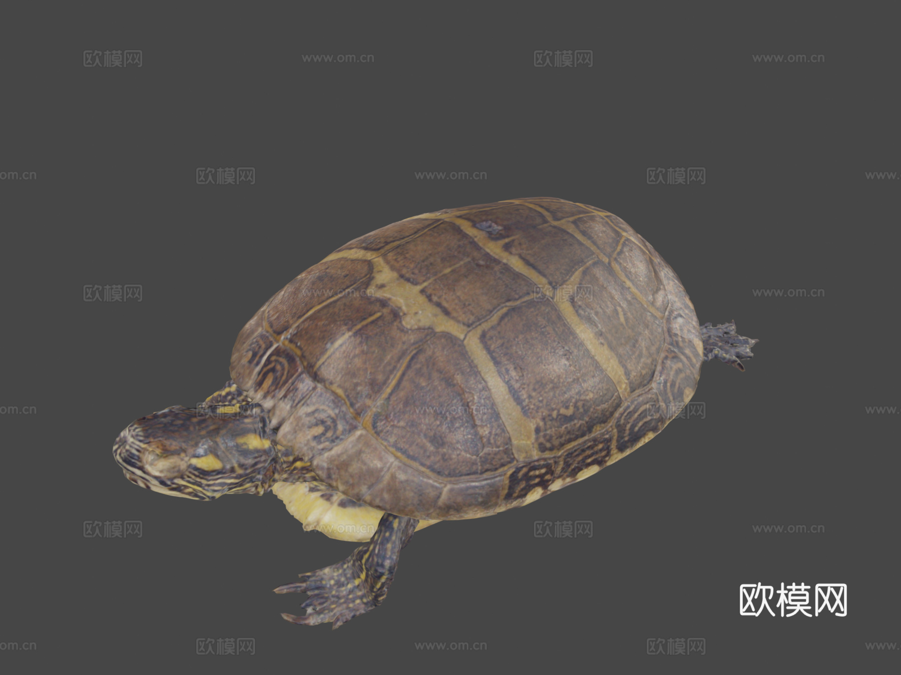 乌龟由RISD自然实验室优化3d模型