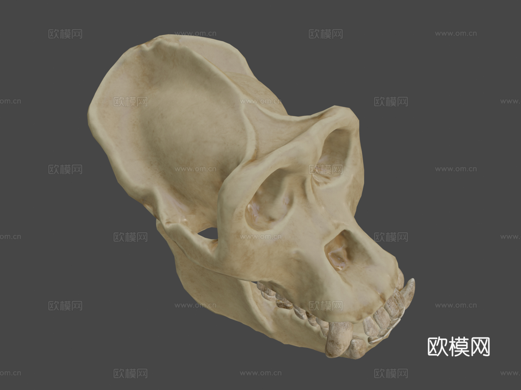 大猩猩头骨3d模型
