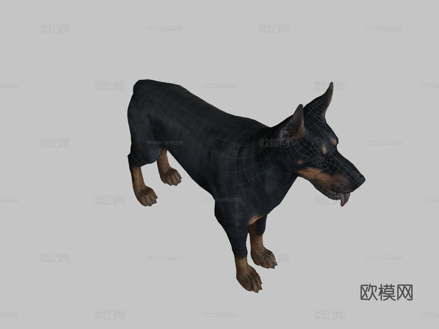 狗-杜宾犬3d模型
