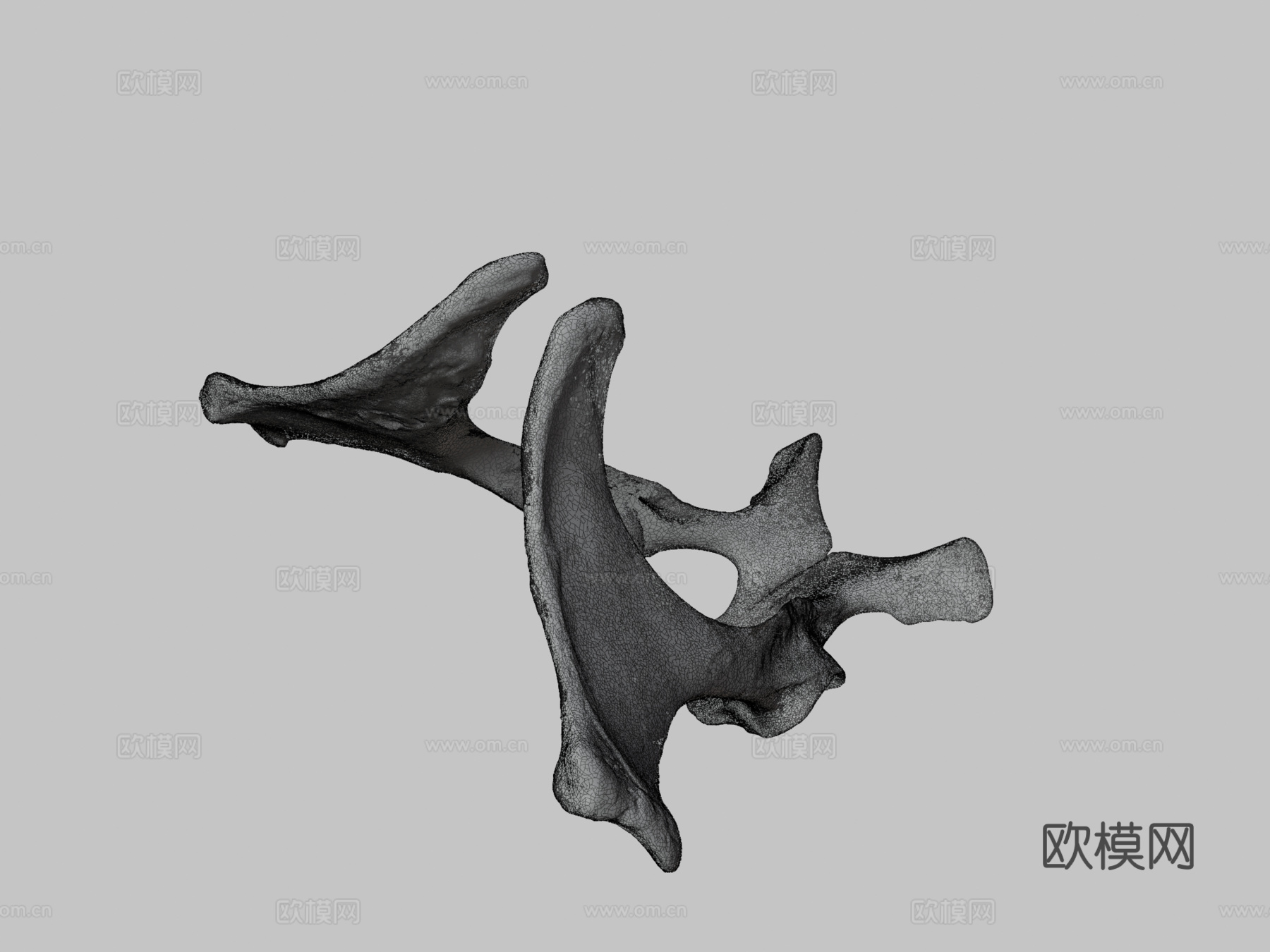骨盆(髋骨)驴子3d模型