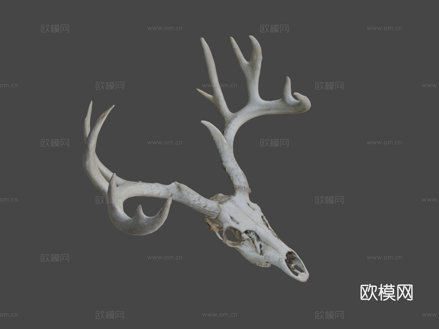 白尾鹿头骨3d模型