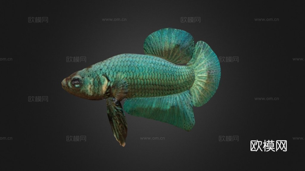 蓝色斗鱼3d模型