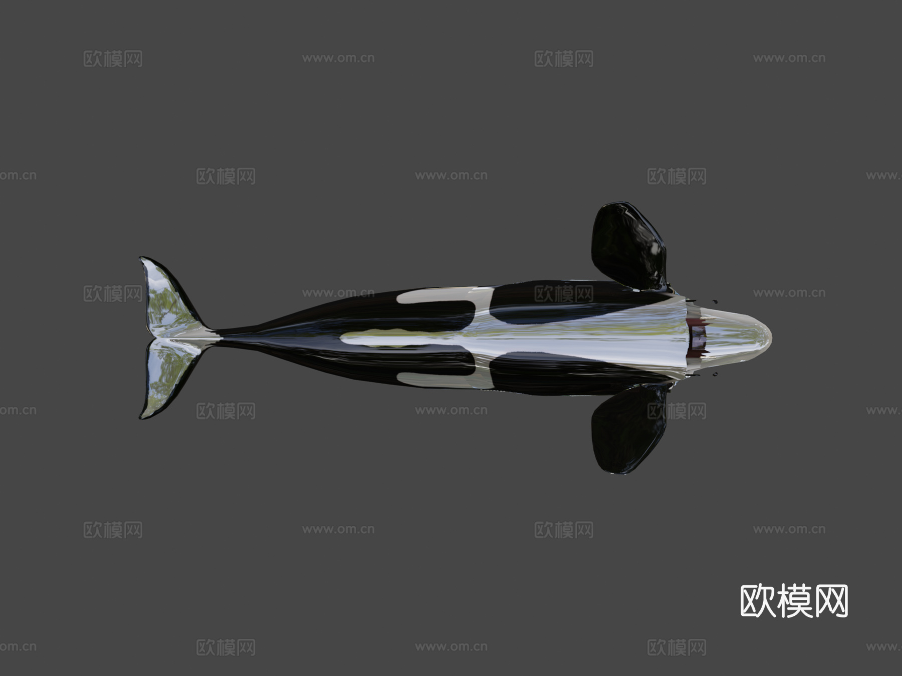 虎鲸3d模型