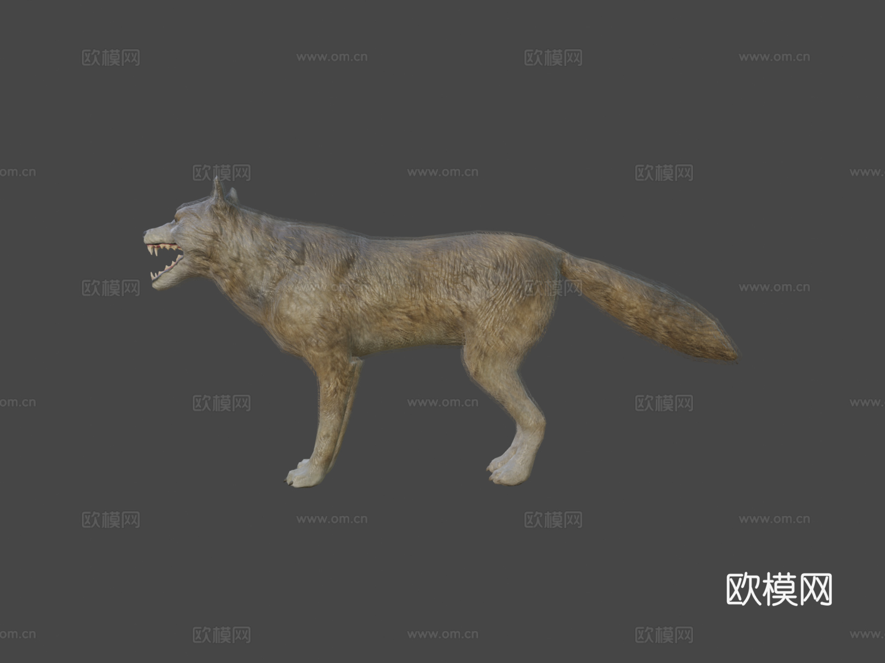狼动画3d模型