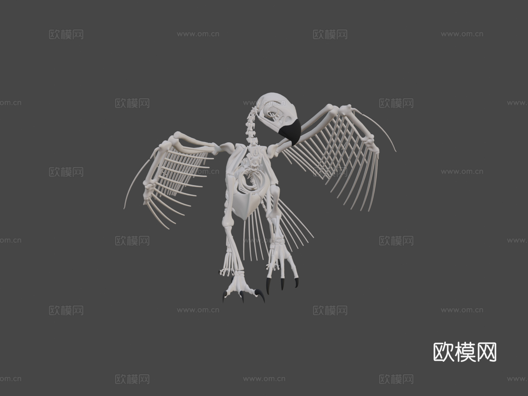 狮鹫骨架3d模型