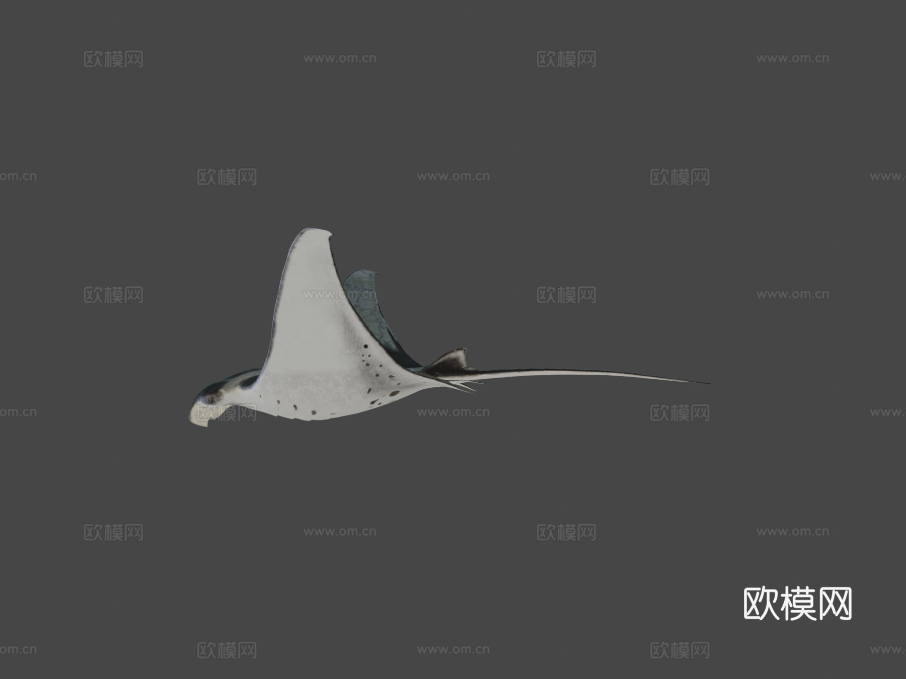 蝠鲼3d模型