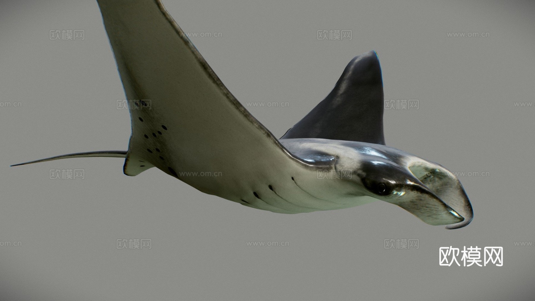 蝠鲼3d模型