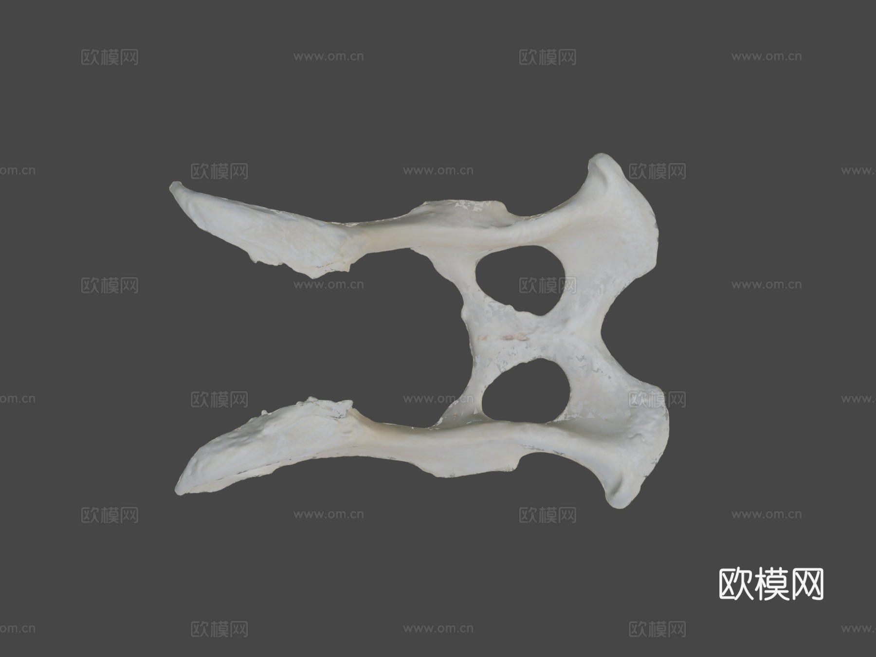 狗盆骨髋骨3d模型