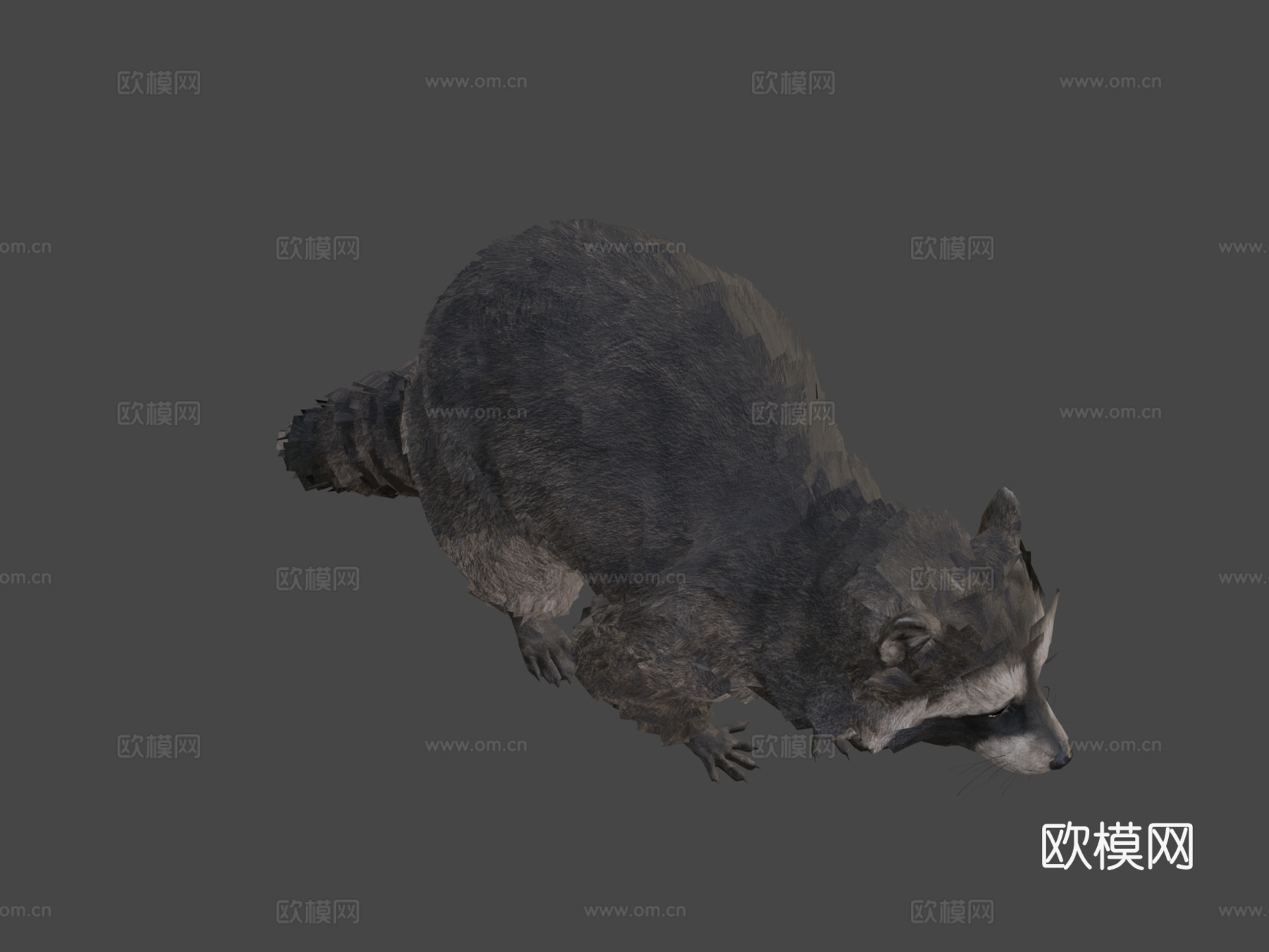 写实浣熊3d模型