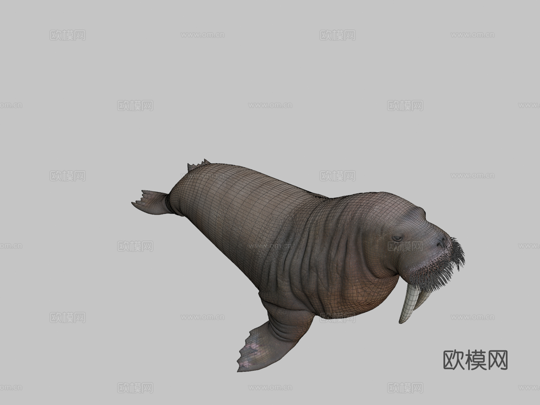 海象（学名：Odobenus Rosmarus）-海象3d模型