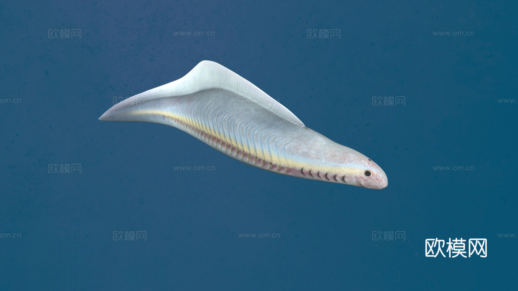 丰娇昆明鱼3d模型