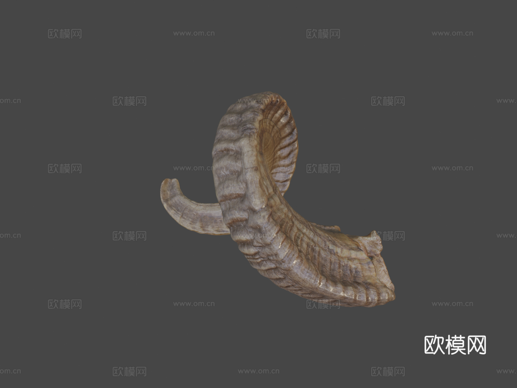 公羊角3d模型