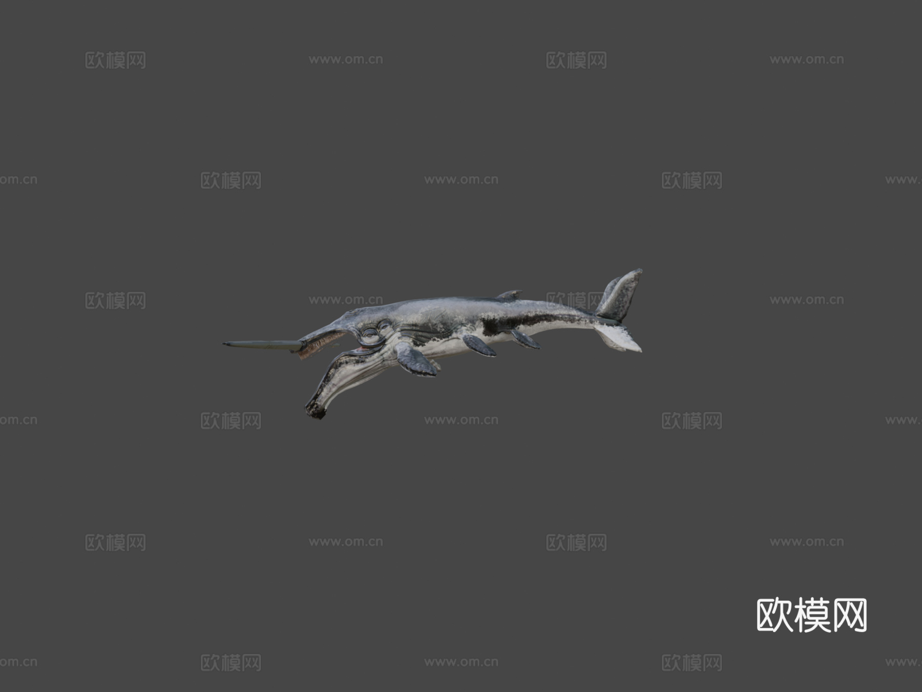 须鲸3d模型