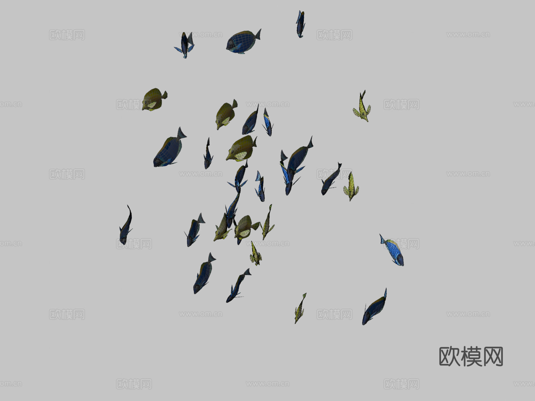 群游鱼蓝黄刺尾鱼3d模型
