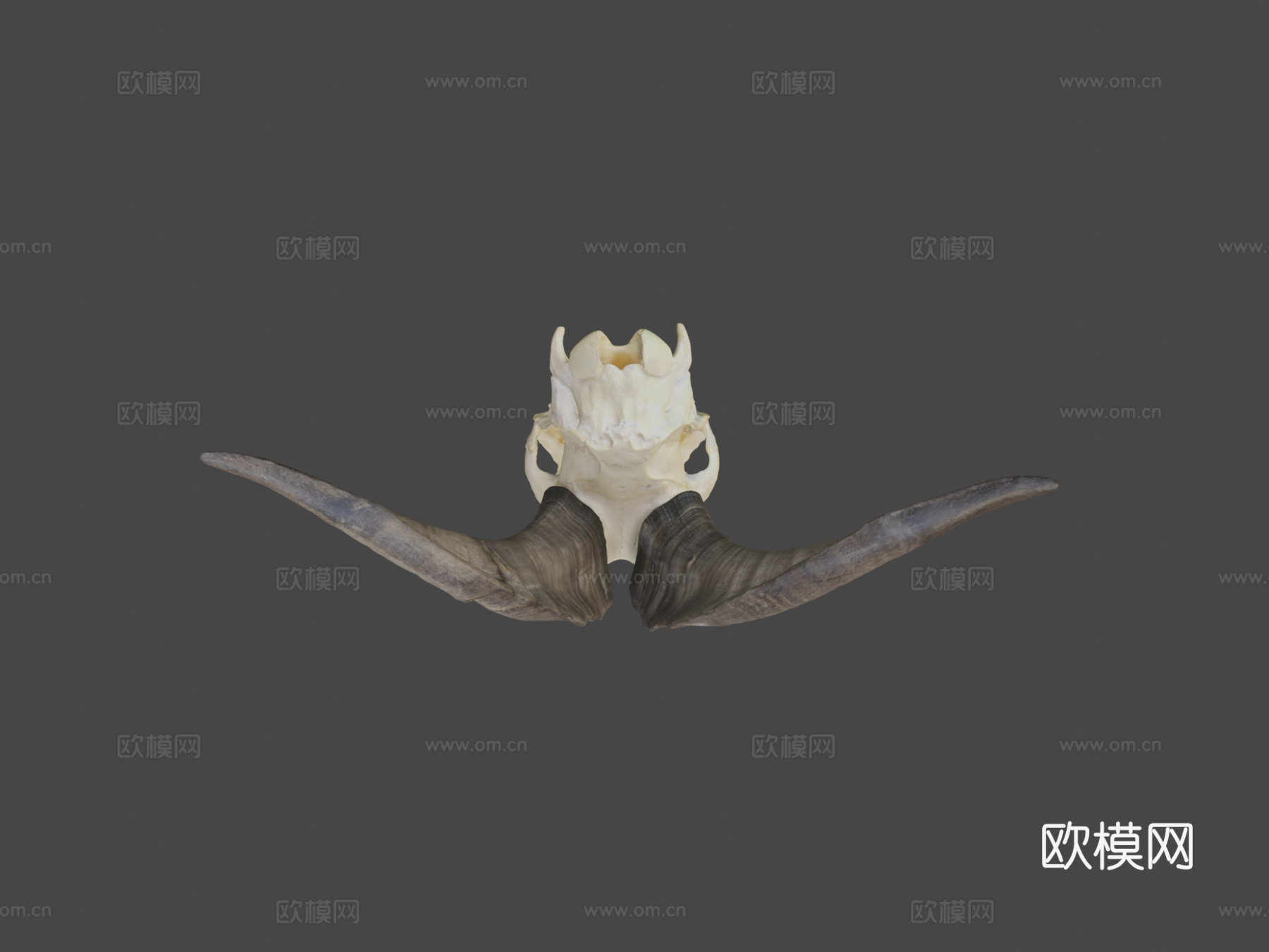 山羊头骨3d模型