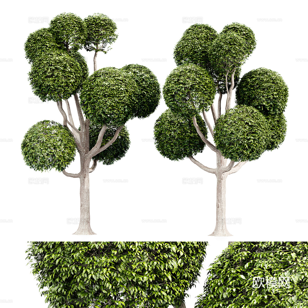 景观树3d模型