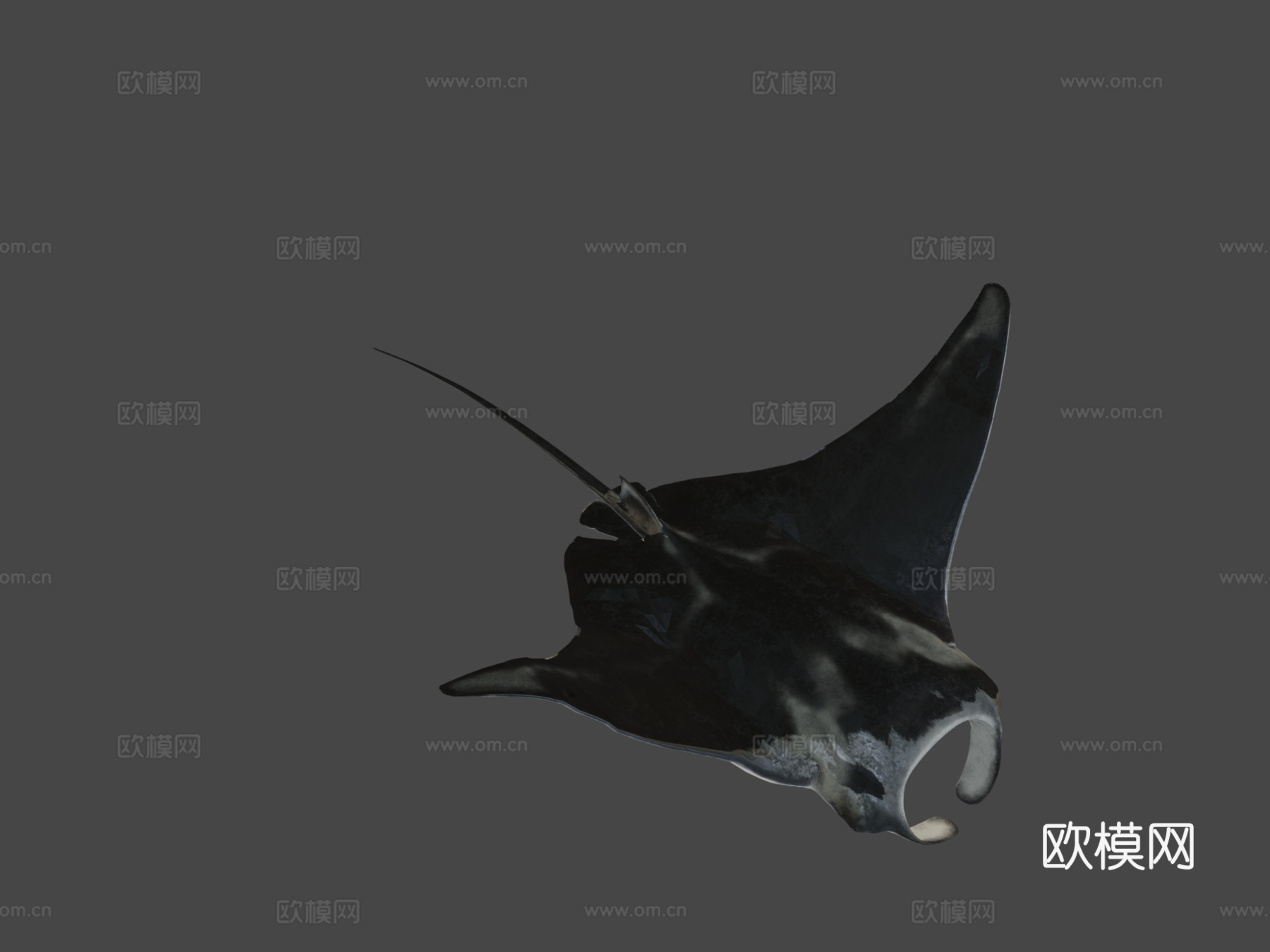 蝠鲼3d模型