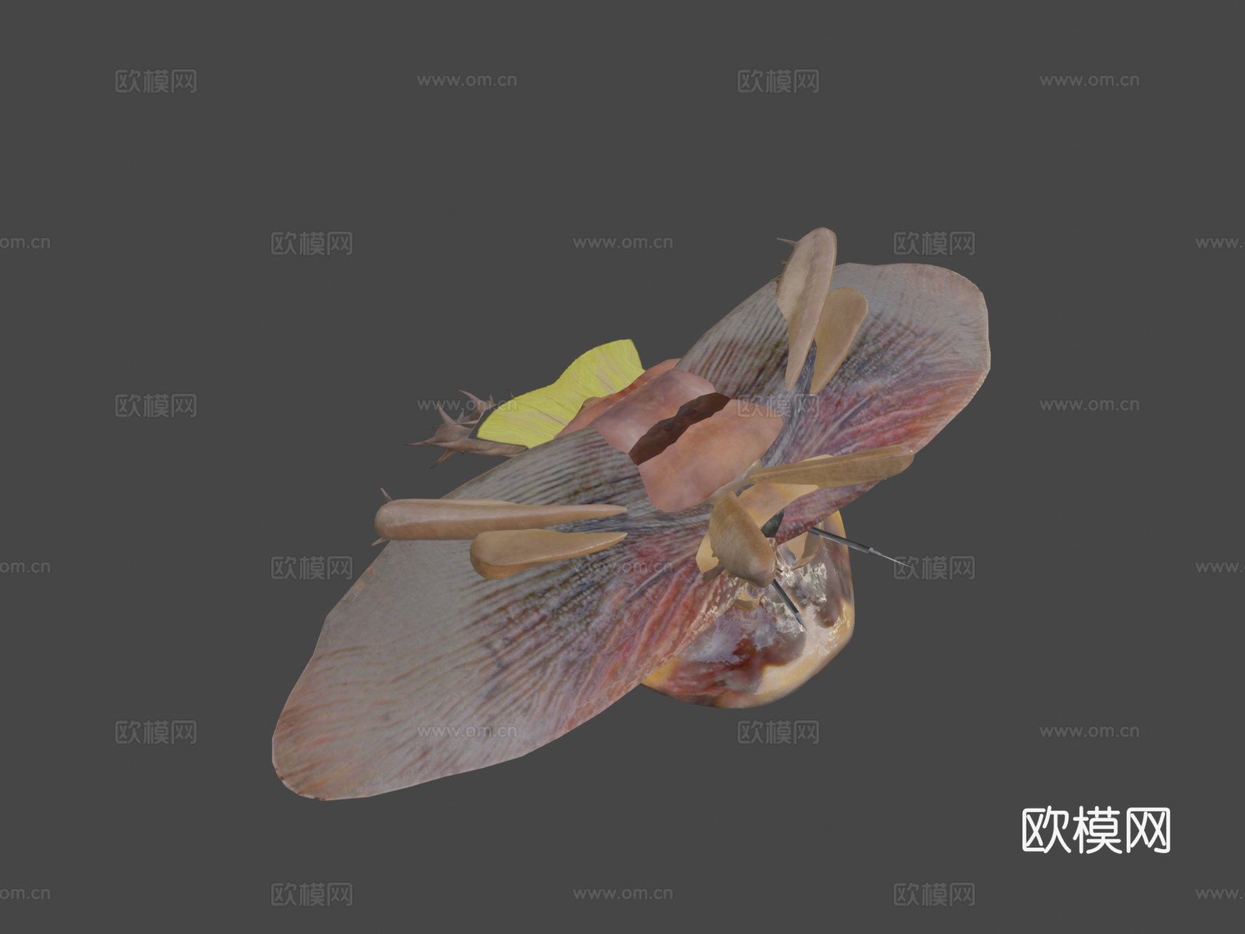 美洲蟑螂3d模型